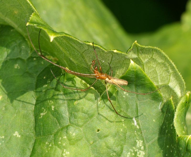 Tetragnatha_extensa_D3089_Z_88_Loosdrechtse plassen_Nederland.jpg